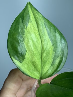 Epipremnum aureum Olivia