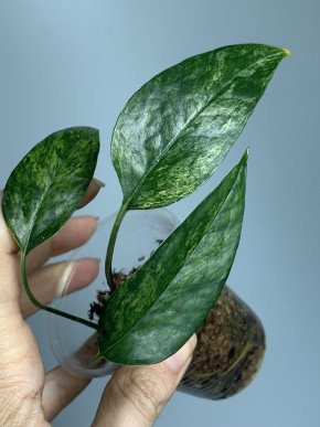 Epipremnum pinnatum Mint variegatum