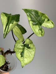 IMG_0155.jpeg