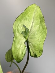 IMG_0156.jpeg