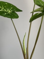IMG_0165.jpeg