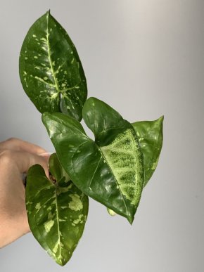 Syngonium Panda Galaxy