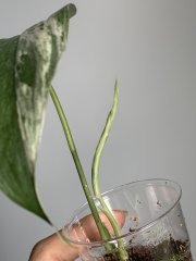 IMG_0178.jpeg