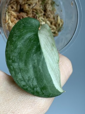 Scindapsus Silver Cloud Albo var.