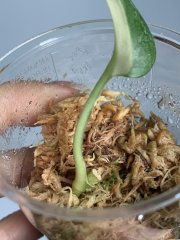 IMG_0198.jpeg