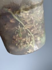 IMG_0204.jpeg