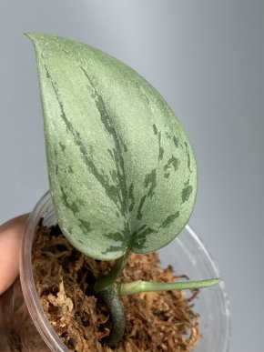 Scindapsus Silver noid