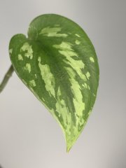 IMG_0219.jpeg