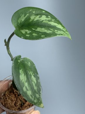 Scindapsus tricolor narrow