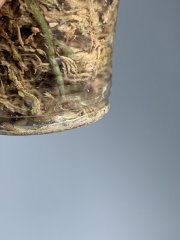 IMG_0220.jpeg