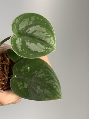 Scindapsus Black Knight