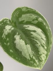 IMG_0225.jpeg