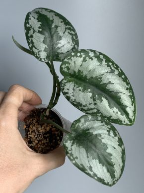 Scindapsus Silver Princess