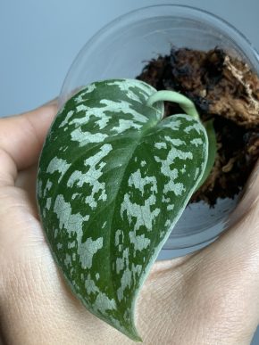 Scindapsus Black Exotica
