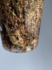 IMG_0247.jpeg