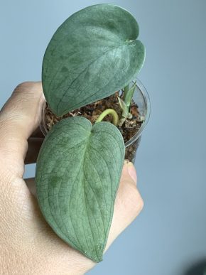 Scindapsus Silver Tattoo