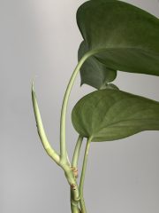 IMG_0255.jpeg