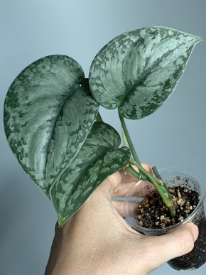 Scindapsus Silver Splash