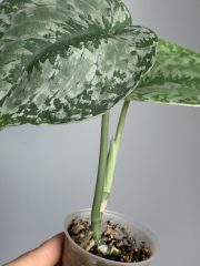 IMG_0260.jpeg