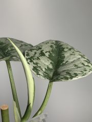IMG_0276.jpeg