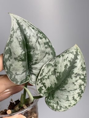 Scindapsus noid