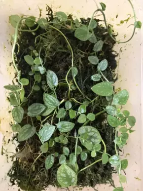 Řízky Monstera Dubia