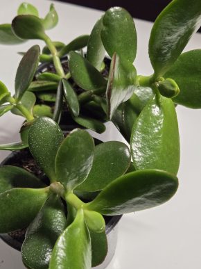 Crassula ovata