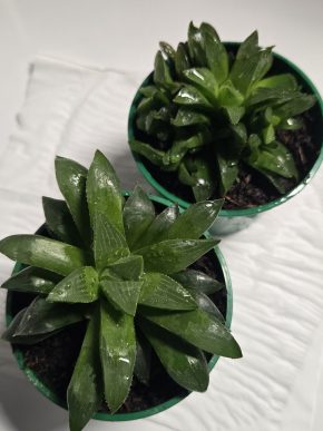 Haworthia retusa