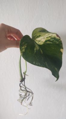 Monstera Aurea