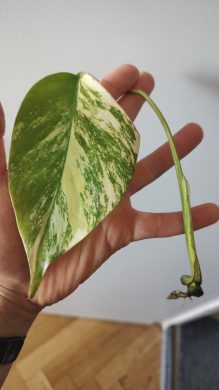 Monstera Aurea