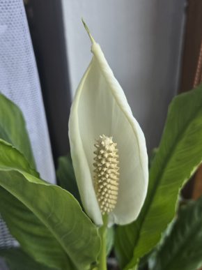Spathiphyllum, sadička