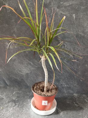 Dracena  mini  + E-BOOK ZDARMA