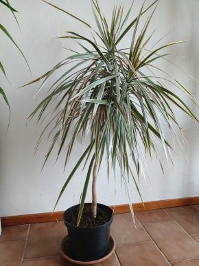 Dracena s trojbarevnými listy + E-BOOK ZDARMA