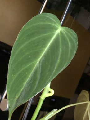 Philodendron Melanochrysum - vrcholový řizek