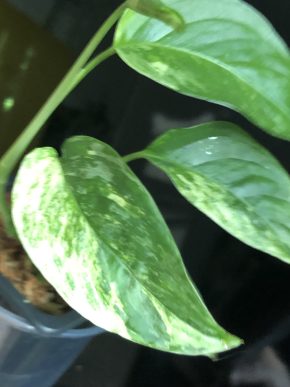 Monstera spp. Laniata Mint variegata - vrcholový řizek