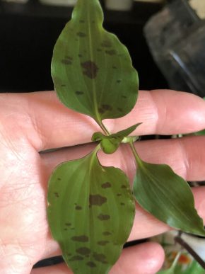 Tradescantia - čerstvý řizek