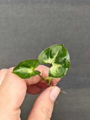 Syngonium White butterfly BABY rostlinka