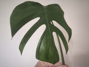 Monstera sierrana Mexico