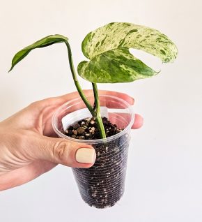 Epipremnum Pinnatum Marble Albo