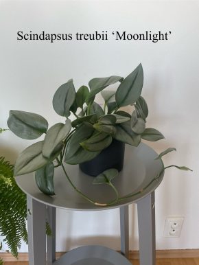 Scindapsus Moonlight