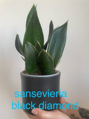 Sansevieria, tchýnin jazyk