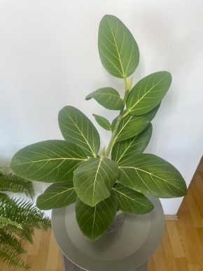 Ficus benghalensis Audrey