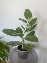 IMG_8393.jpeg