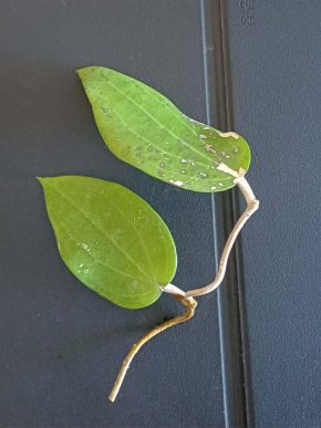 hoya cinnamomifolia var purpureofusca - řízek k zakořenění 2 listy