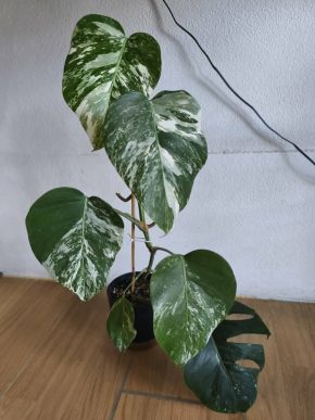 Monstera albo variegata