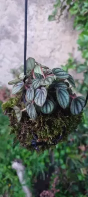Kokedama - Peperomania albovittata