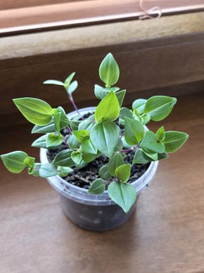 Tradescantia fluminensis