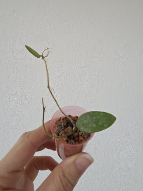 Hoya thomsonii 'spotted leaf'