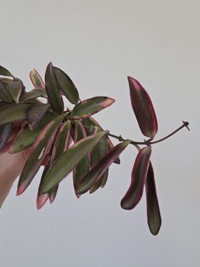 Hoya kentiana 'Lori Lyn' - čerstvý řízek 1 kolínko Kopie