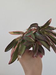 20260527_172600.jpg